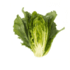 verodita-rz-crunchy-cos-lettuce-seed