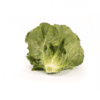 verodita-rz-crunchy-cos-lettuce-seed