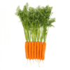 ymer-rz-f1-table-carrot-seed