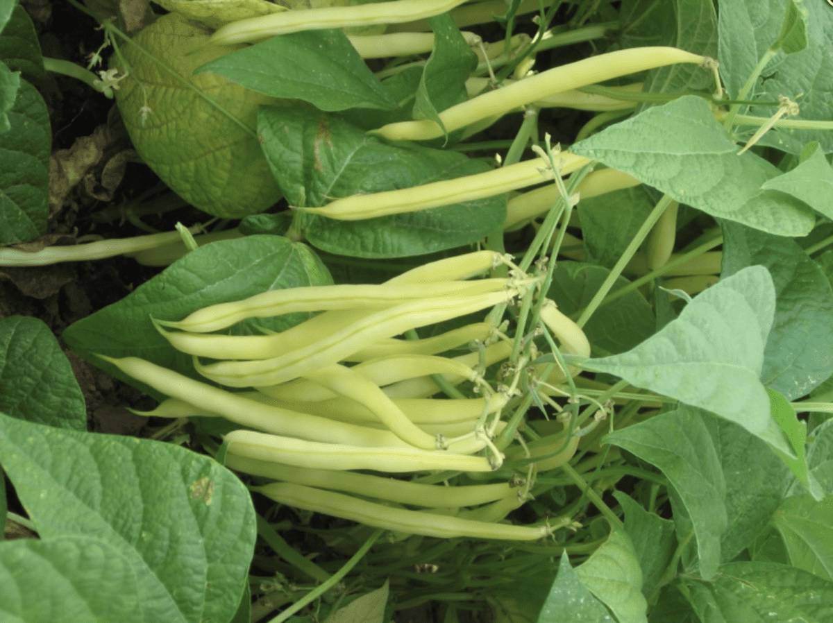 goldrush-yellow-butter-bush-bean