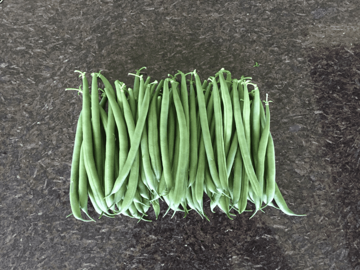 jackson-round-stringless-bush-bean-seed
