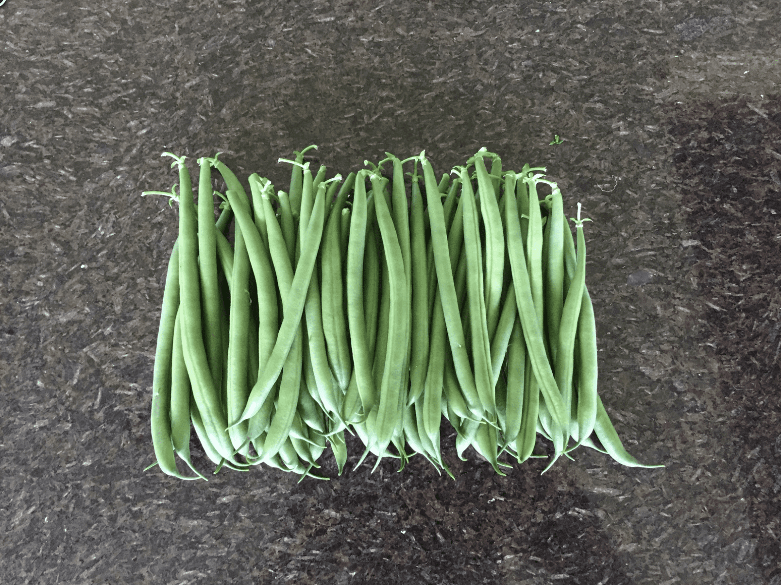 Jackson | Round Stringless Bush Bean Seed — Active Vista
