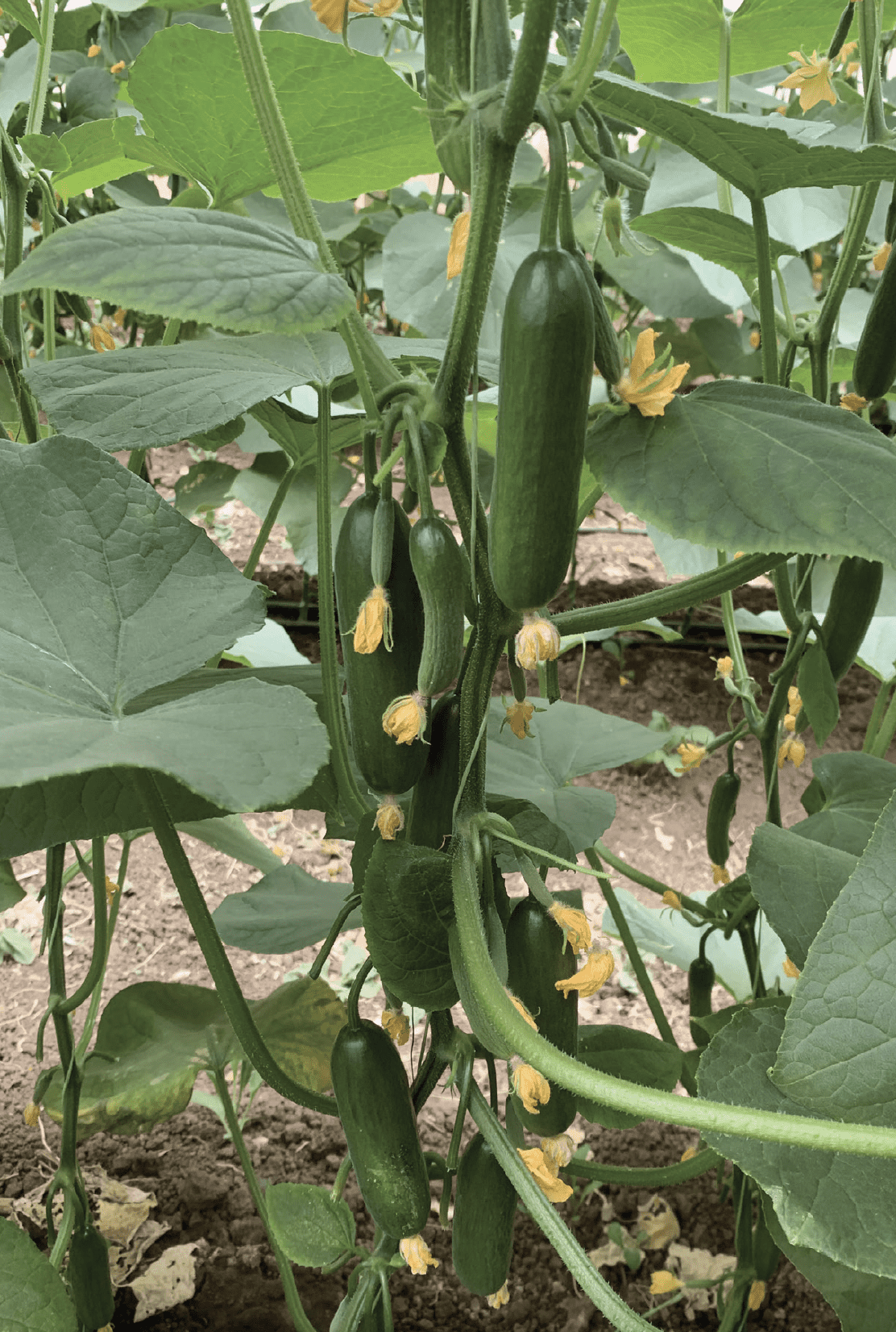 poco-f1-snack-cucumber-seed