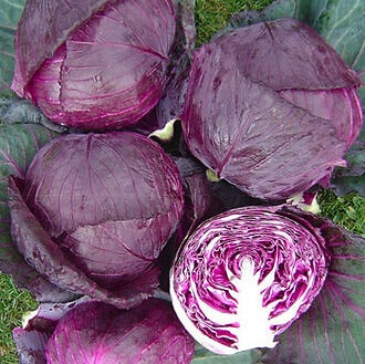 Red Queen F1 Cabbage Seed