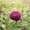 benarys-giant-purple-zinnia-seed