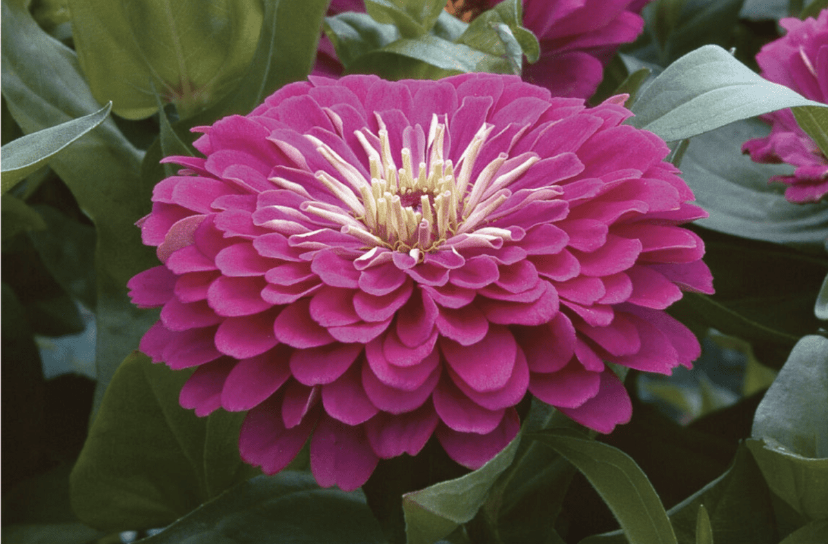 benarys-giant-purple-zinnia-seed
