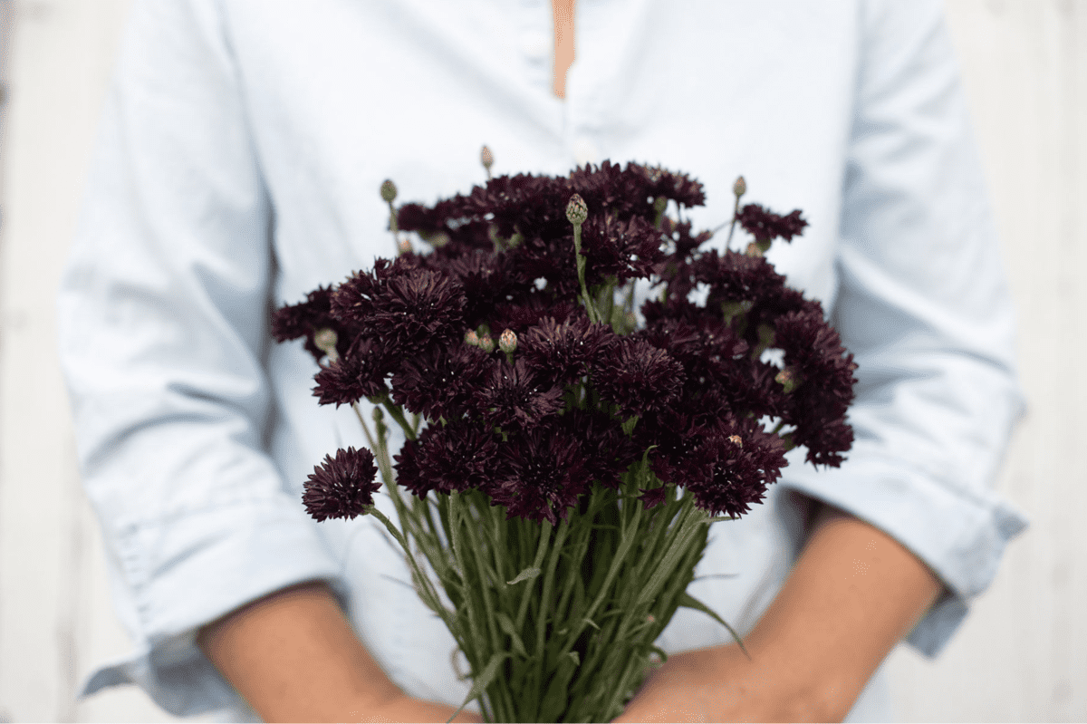 black-button-cornflower-seed