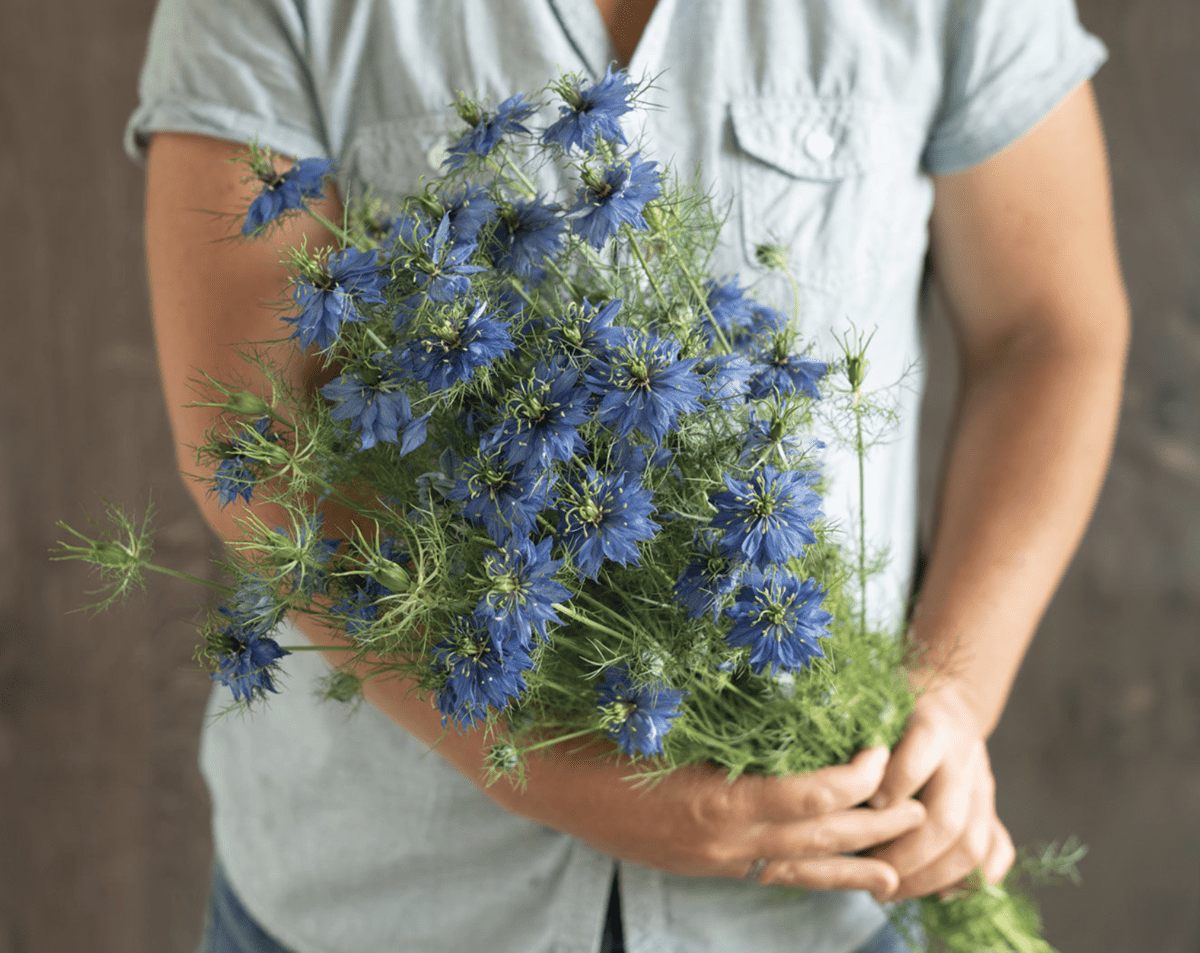 miss-jekyll-dark-blue-organic-nigella-seed