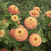 queen-lime-orange-zinnia-seed