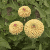 queen-lime-with-blush-zinnia-seed