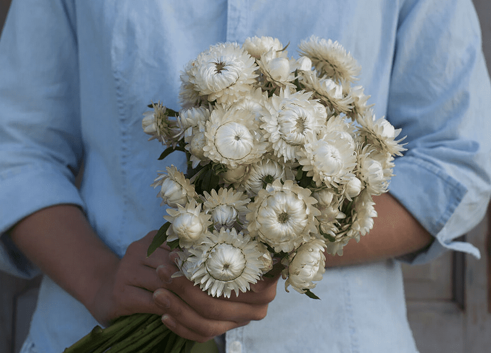vintage-white-strawflower