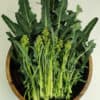 Fiolaro di Creazzo | Organic Sprouting Leaf Broccoli Seed