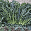 Broccolo Fiolaro | Organic Broccolo Seed