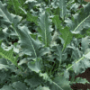 Broccolo Fiolaro | Organic Broccolo Seed