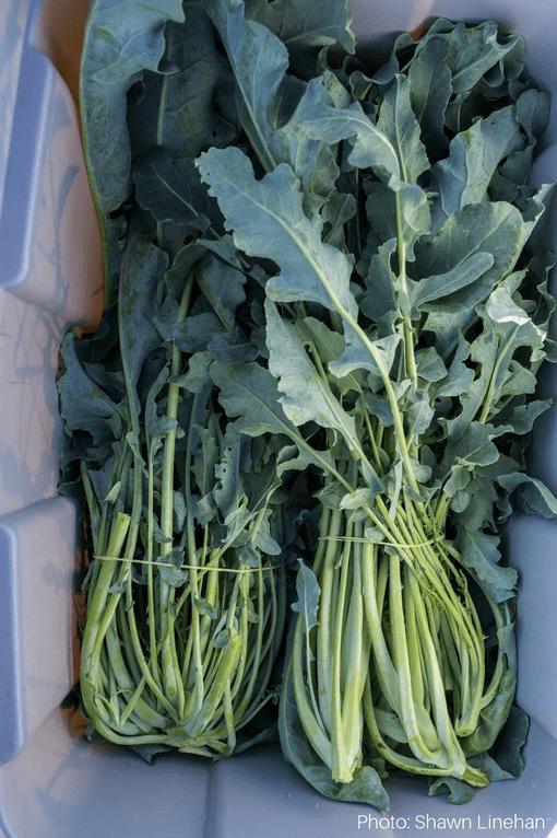 Broccolo Fiolaro | Organic Broccolo Seed