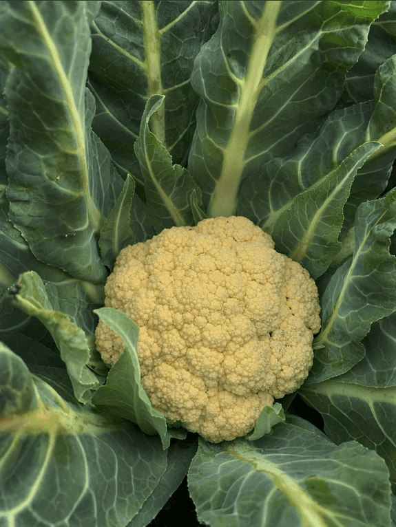 Broccolo di Bassano | Early Cauliflower Seed