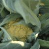Broccolo di Bassano | Early Cauliflower Seed