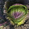 Moretta di Veronella | Organic Savoy Cabbage Seed