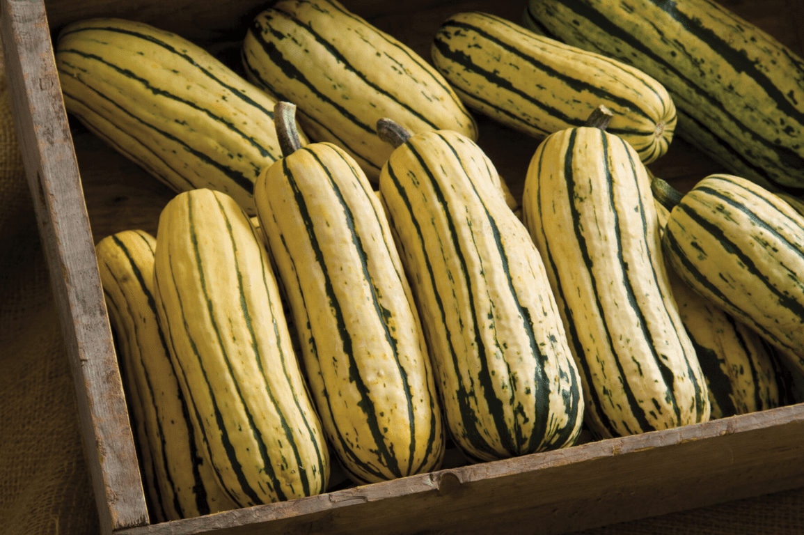delicata-js-organic-delicata-squash-seed