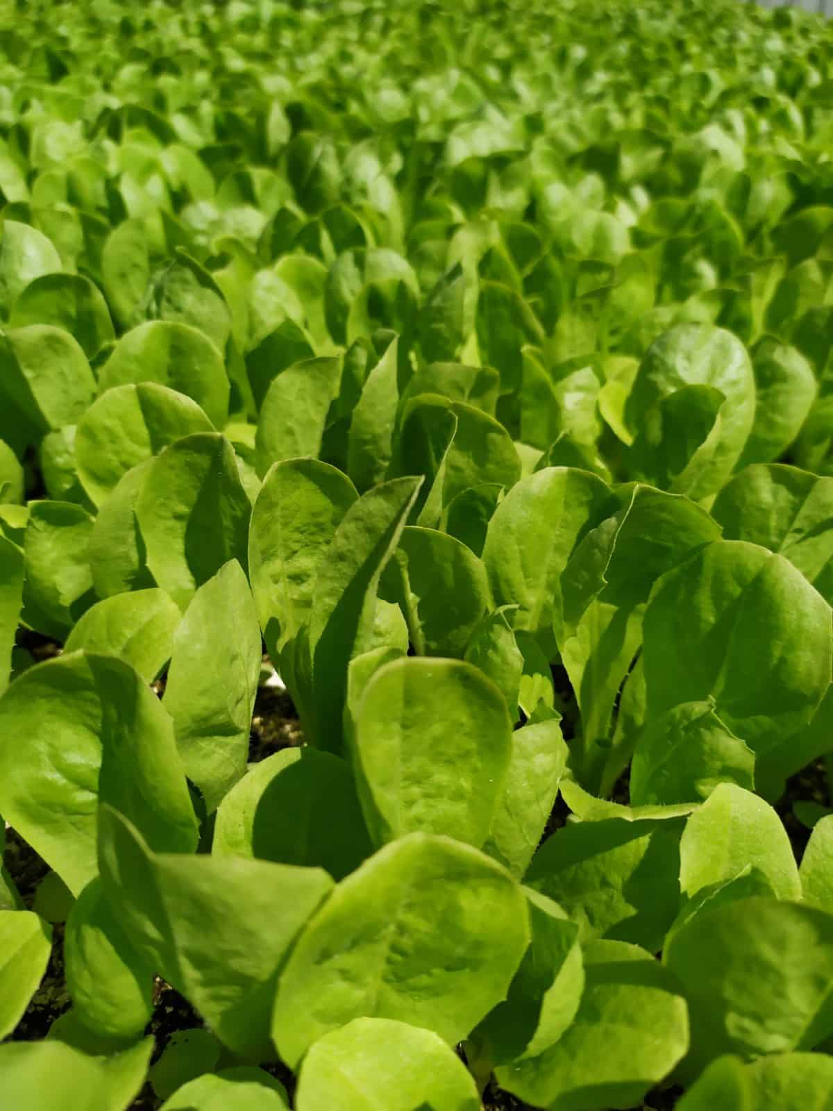 Trieste Sweet SB | Organic Baby Leaf Escarole Seed