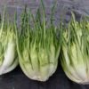 Puntarelle SB | Pelleted Organic Chicory Seed