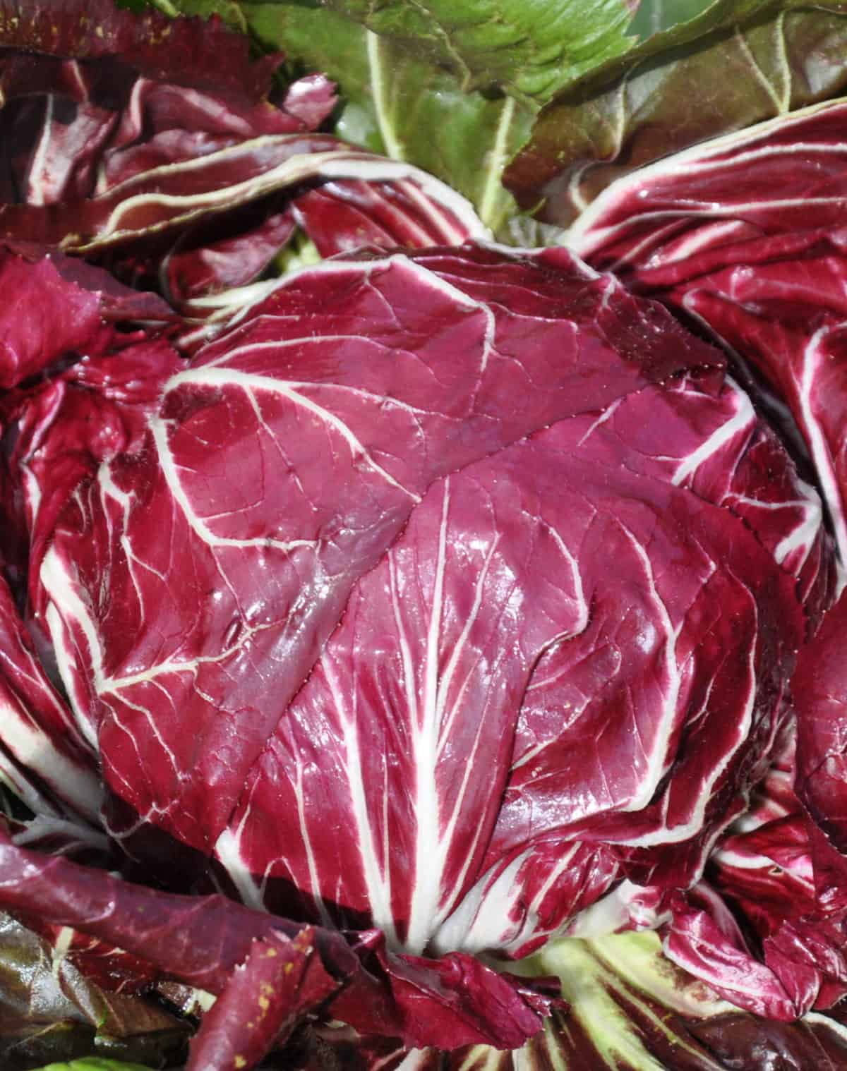 Rosso di Chioggia 55/60 Day | Pelleted Organic Radicchio Seed