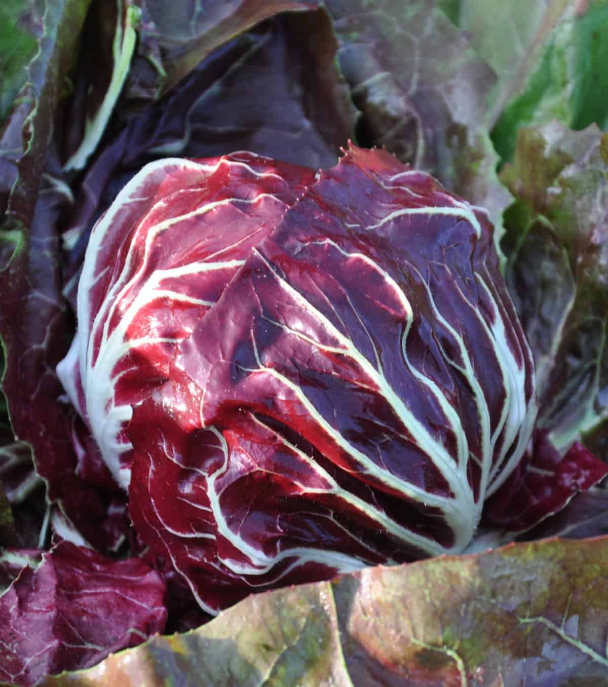 Rosso di Chioggia 65 Day | Pelleted Organic Radicchio Seed