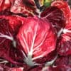 Rosso di Verona 110 Day | Pelleted Organic Radicchio Seed