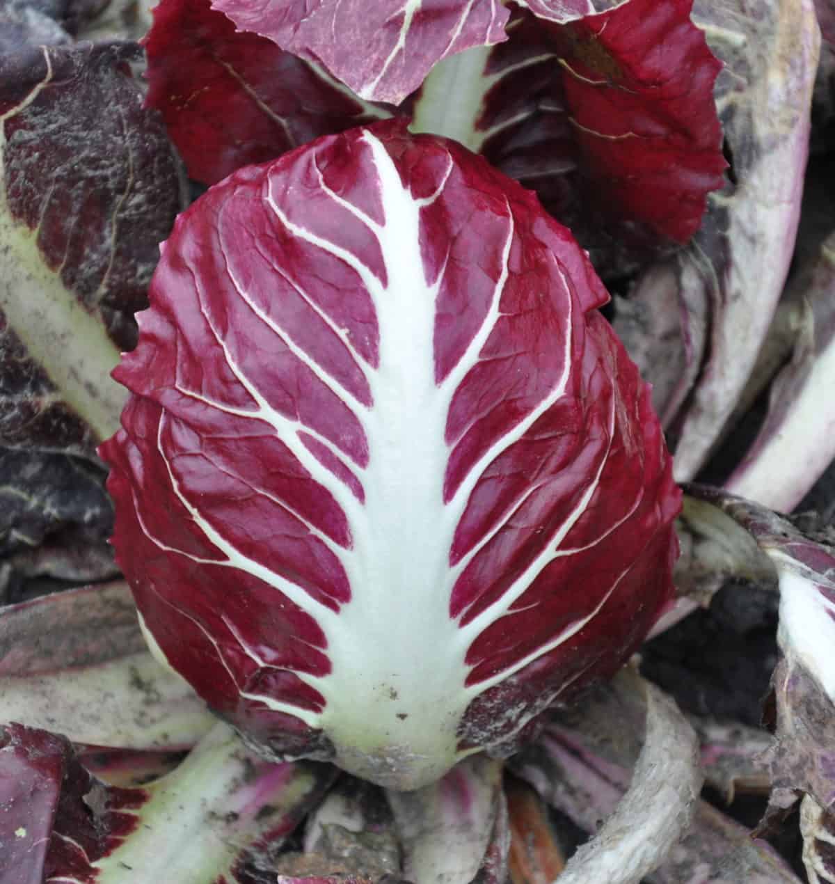 Rosso di Verona 140 Day | Pelleted Organic Radicchio Seed
