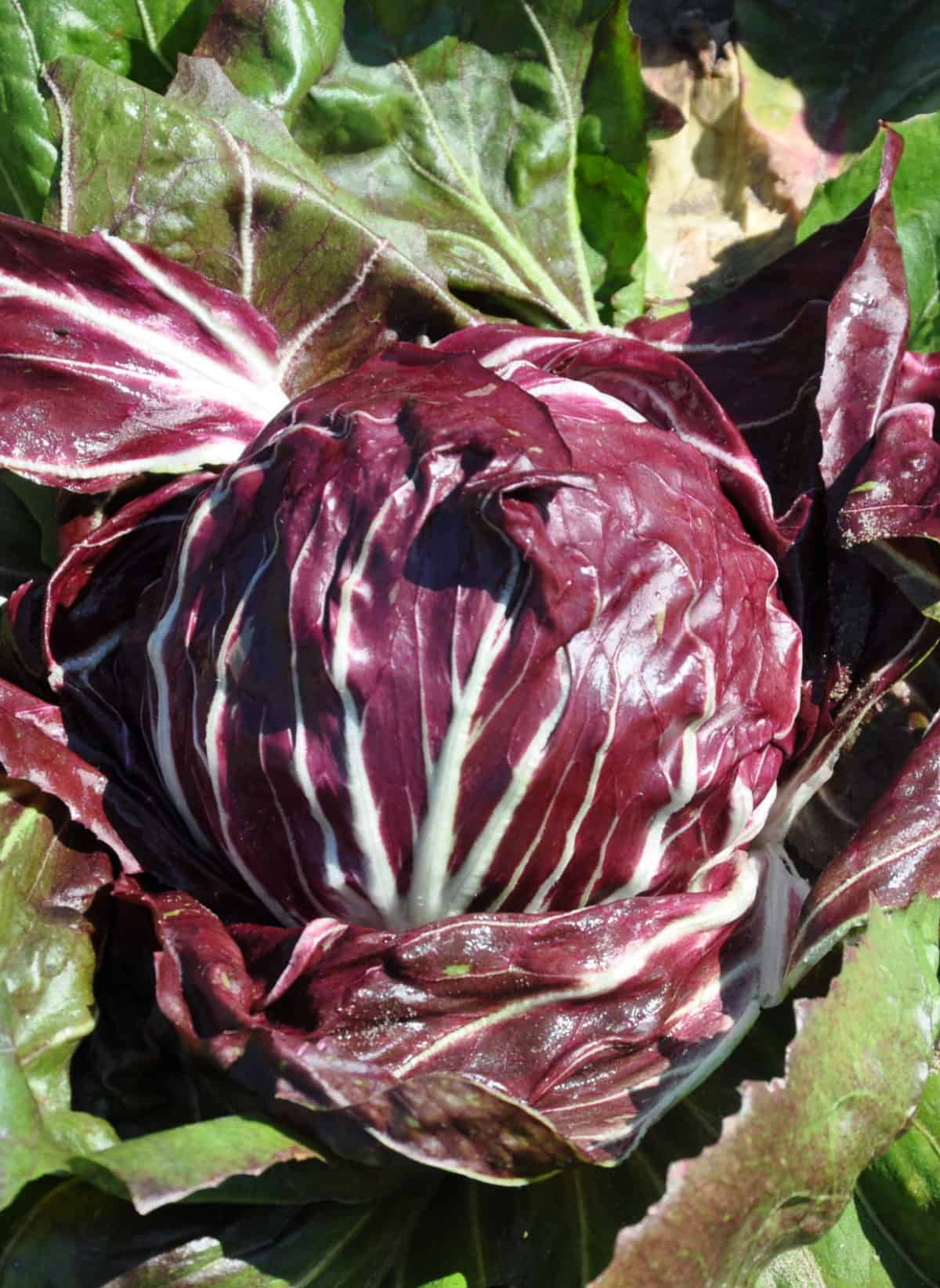 Rosso di Chioggia 75 Day | Pelleted Organic Radicchio Seed