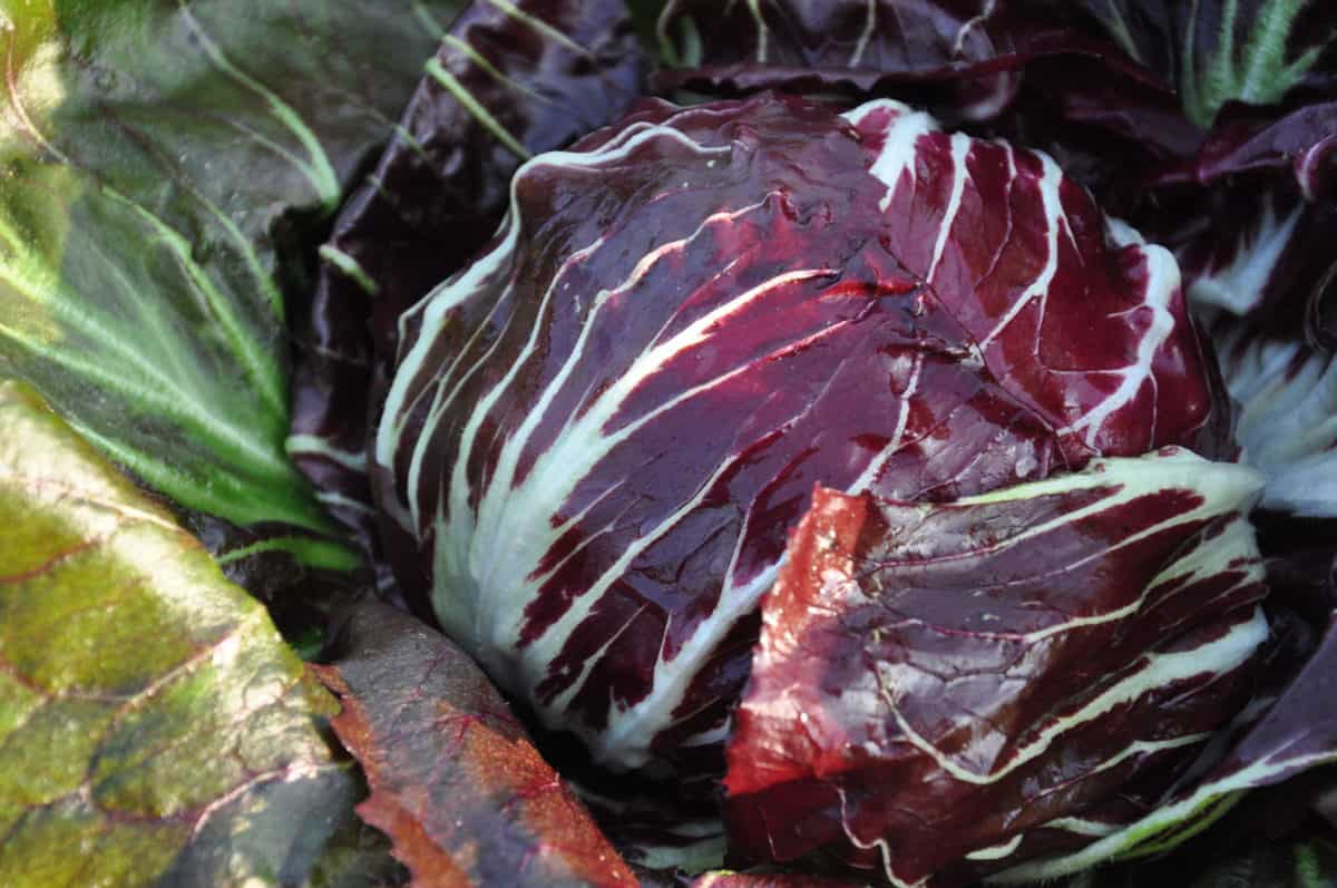 Etna | 80 Day Rossa di Chioggia Chicory Seed