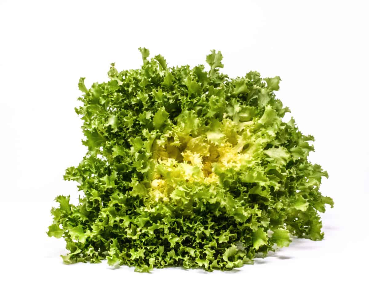 Organic Curly Endive Seed