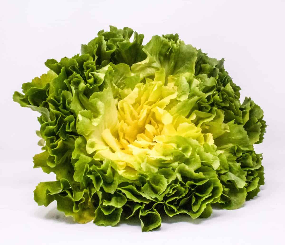 Maeve SB | Pelleted Organic Escarole seed