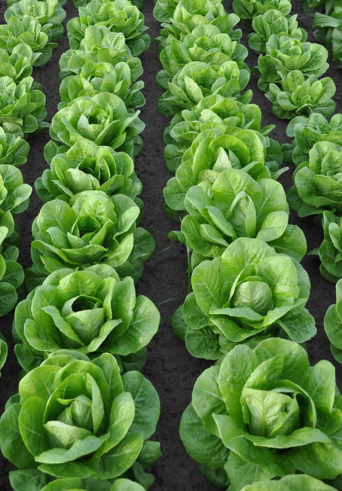SM4.39 Cos Lettuce
