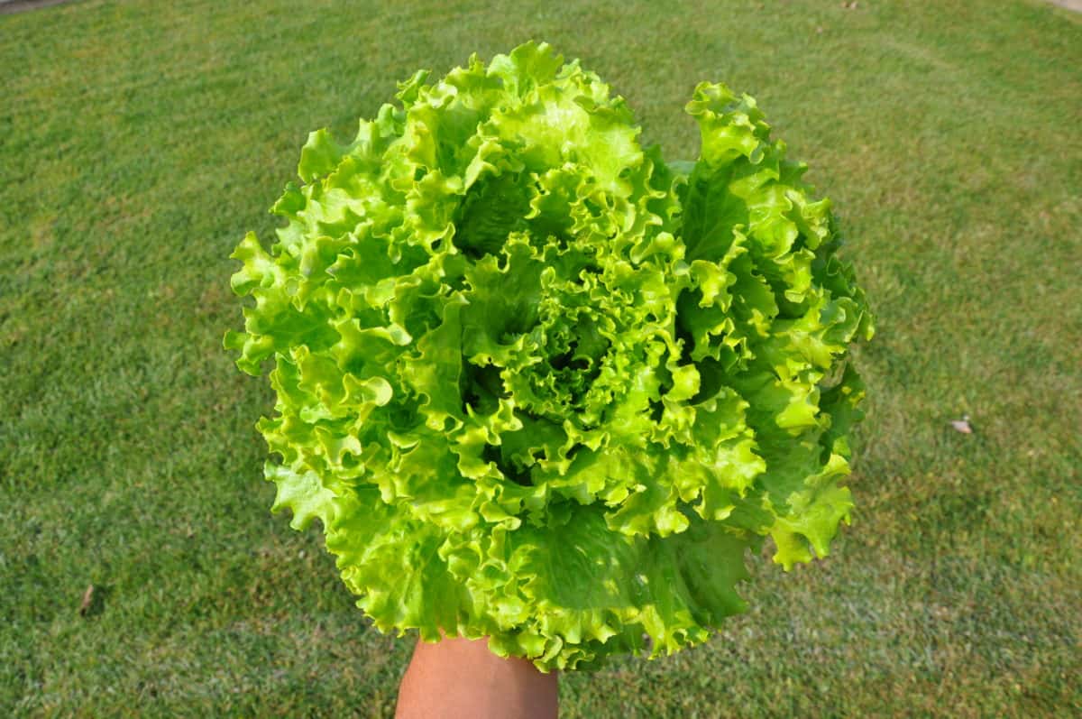 SM4.41 Summer Crisp Lettuce