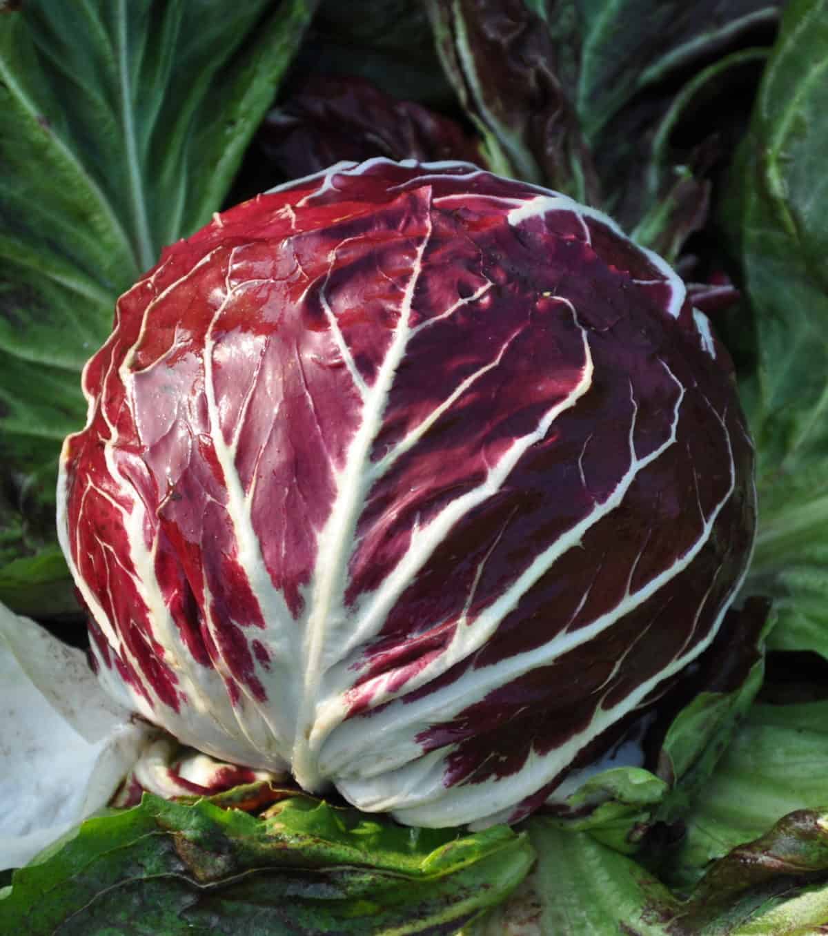 Rosso di Chioggia 110 Day | Pelleted Organic Radicchio Seed
