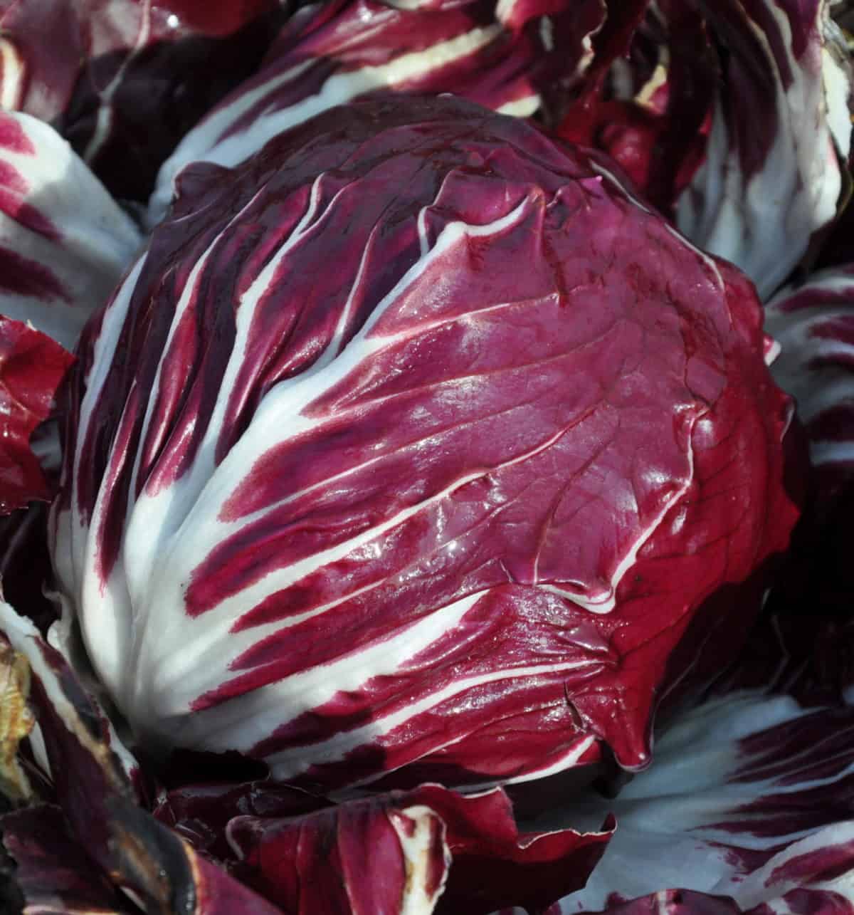 Rosso di Chioggia 160 Day | Pelleted Organic Radicchio Seed