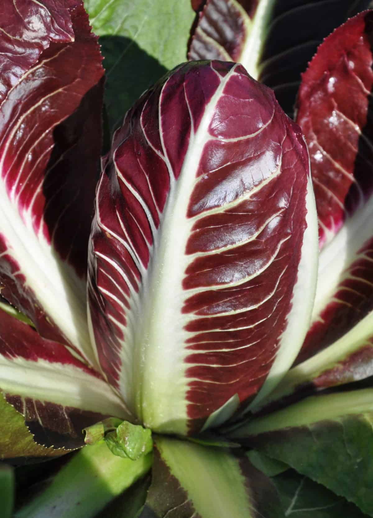 di Treviso Precoce 60/70 Day | Pelleted Organic Radicchio Seed
