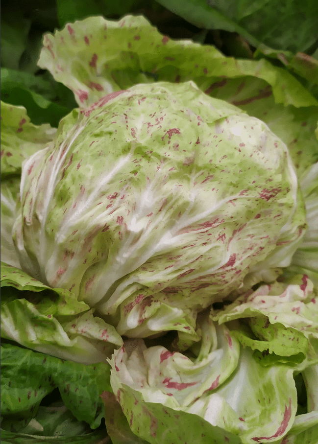 Variegata di Lusia 55 day | Pelleted Organic Radicchio Seed