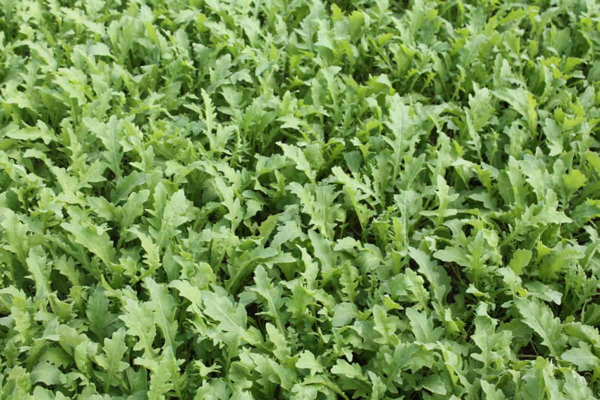 Aloft SB | Organic Wild Rocket Seed