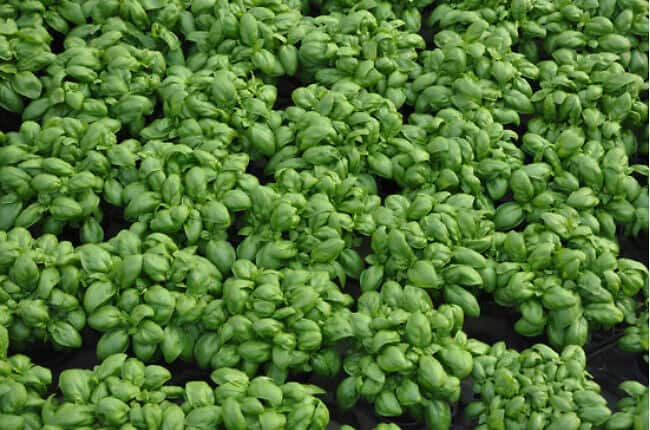 Gustoso Multiseed Pelleted Genovese Basil Seed