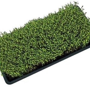 11:22 Microgreens Germination Tray.