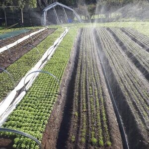 Watering & Irrigation