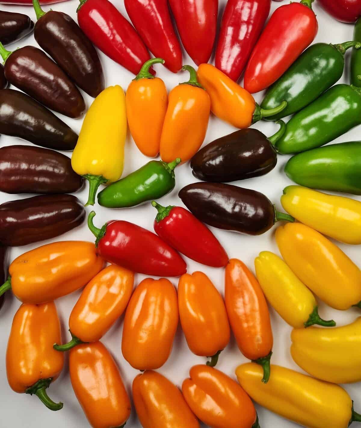 Little Sweet Snacking Pepper Medley