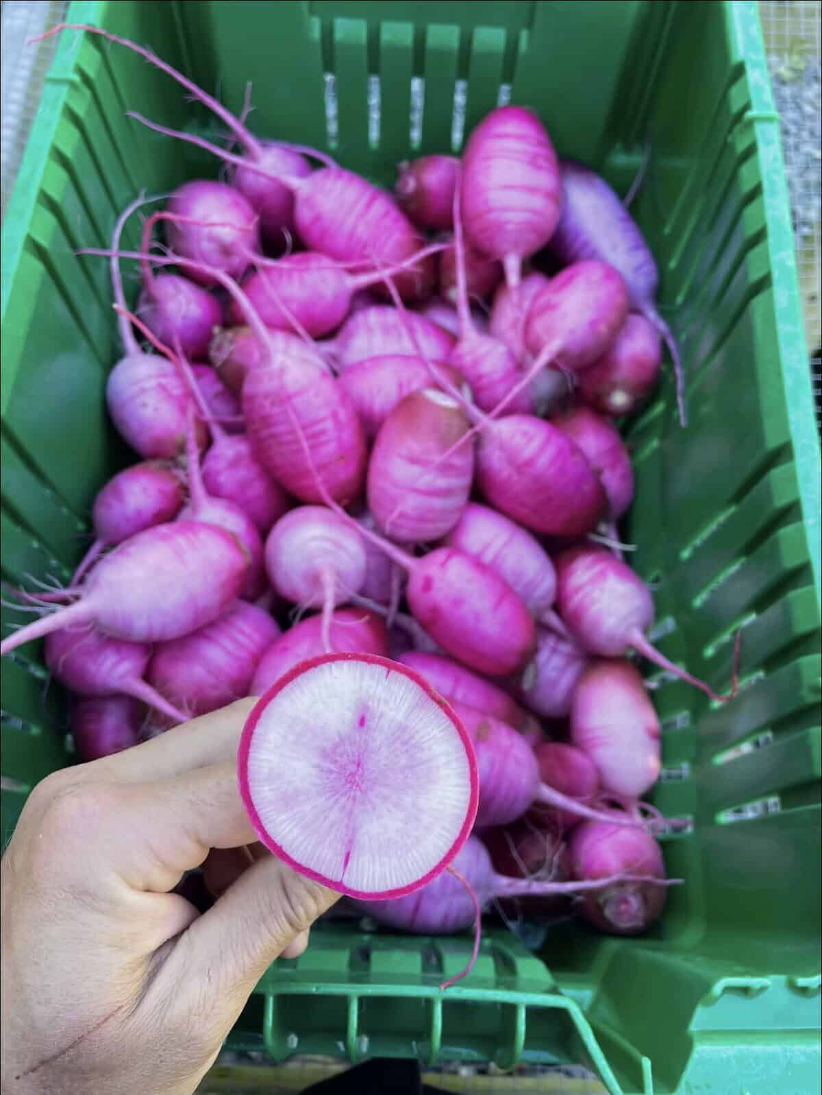 Mini Daikon Red